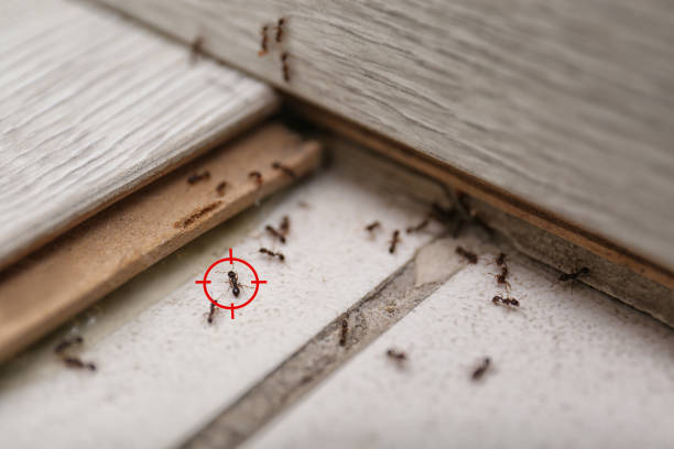 Best Pest Inspection Near Me  in Ross, CA