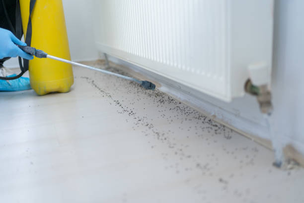 Best Affordable Pest Control Services  in Ross, CA