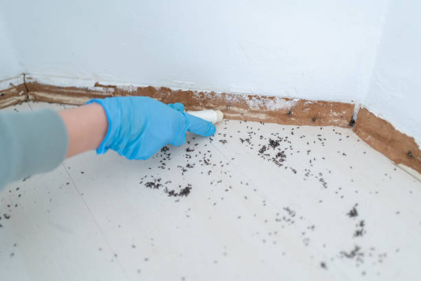 Best Wasp Removal Services  in Ross, CA